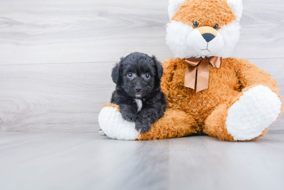 Mini Aussiedoodle Puppy for Adoption