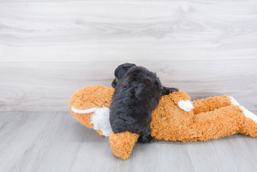 Playful Aussiepoo Poodle Mix Puppy