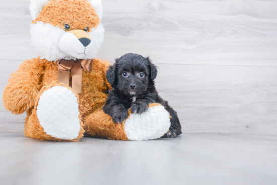 Mini Aussiedoodle Pup Being Cute