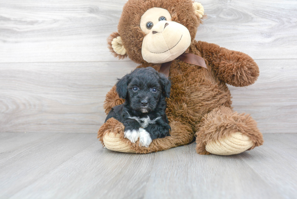 Petite Mini Aussiedoodle Poodle Mix Pup