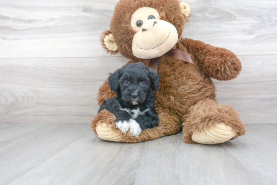 Petite Mini Aussiedoodle Poodle Mix Pup