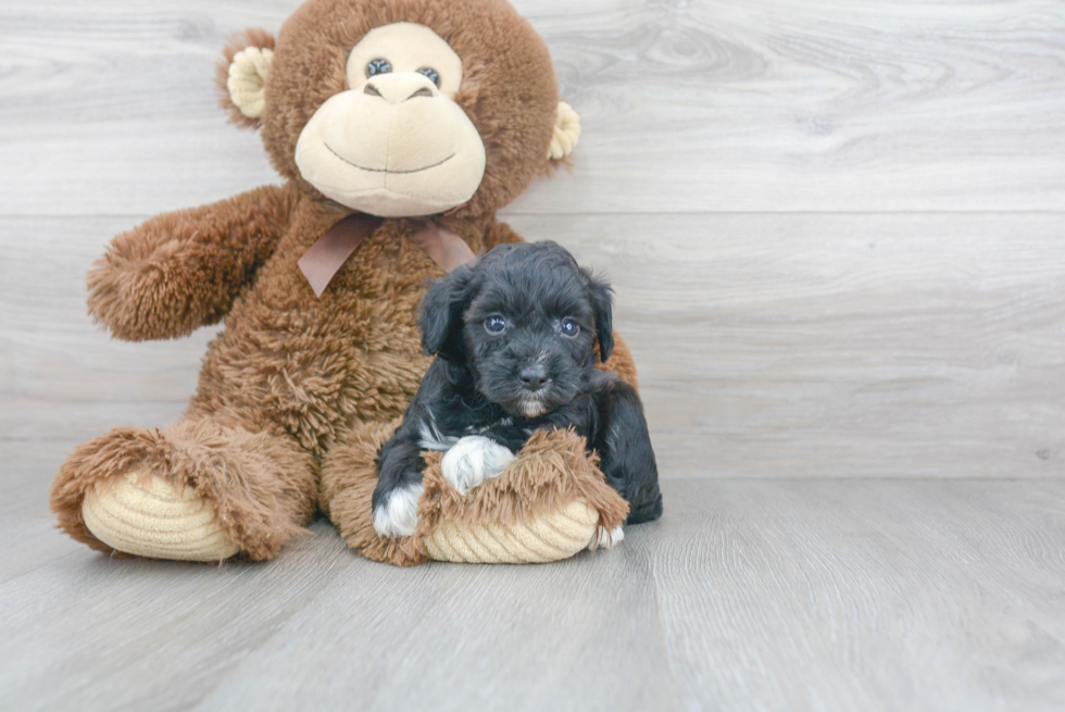 Mini Aussiedoodle Puppy for Adoption