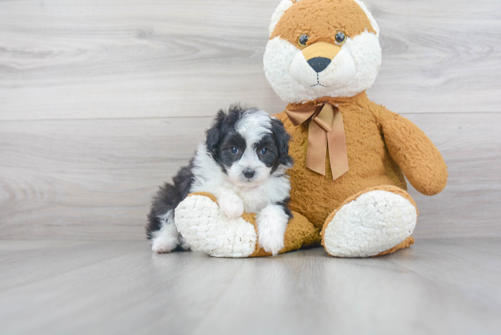 Adorable Aussiepoo Poodle Mix Puppy