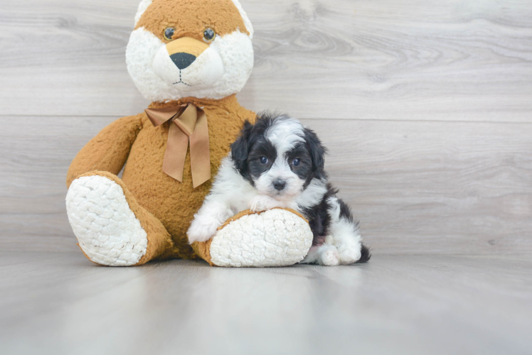 Friendly Mini Aussiedoodle Baby