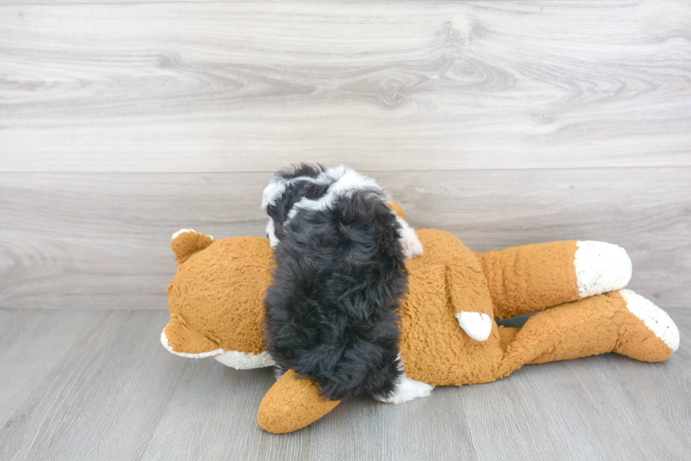 Small Mini Aussiedoodle Baby