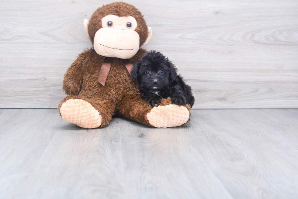 Best Mini Aussiedoodle Baby