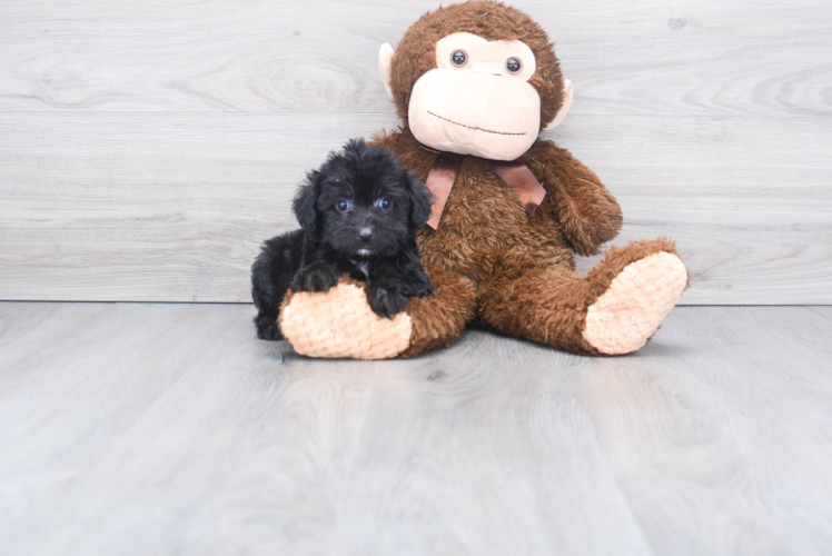 Happy Mini Aussiedoodle Baby