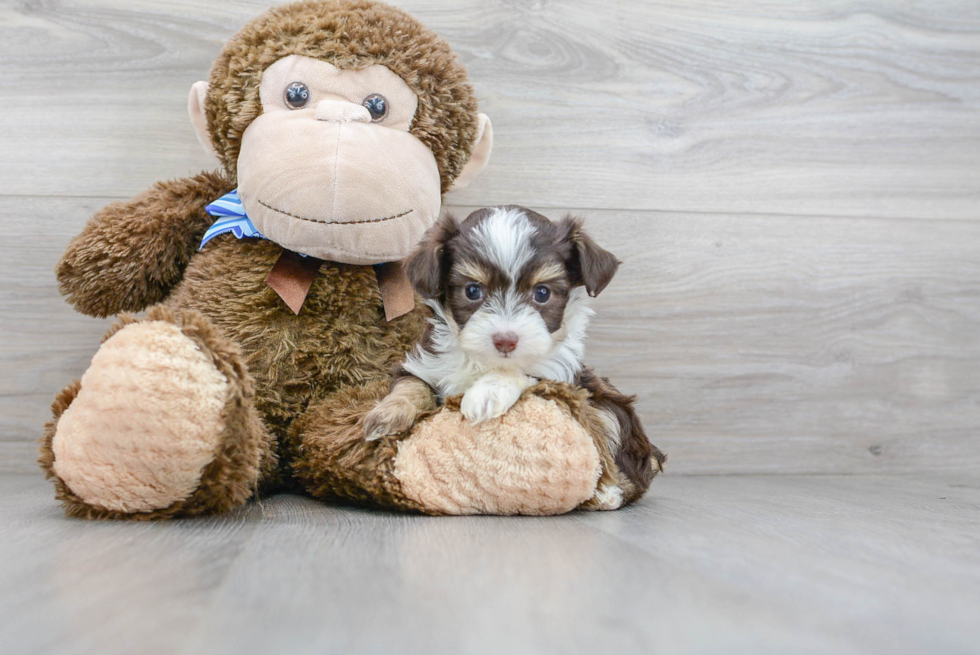 Happy Mini Aussiedoodle Baby