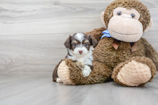 Mini Aussiedoodle Pup Being Cute