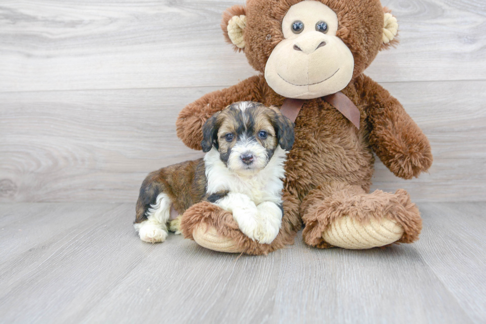 Best Mini Aussiedoodle Baby