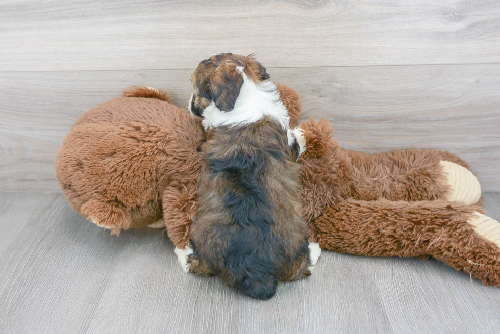 Mini Aussiedoodle Pup Being Cute