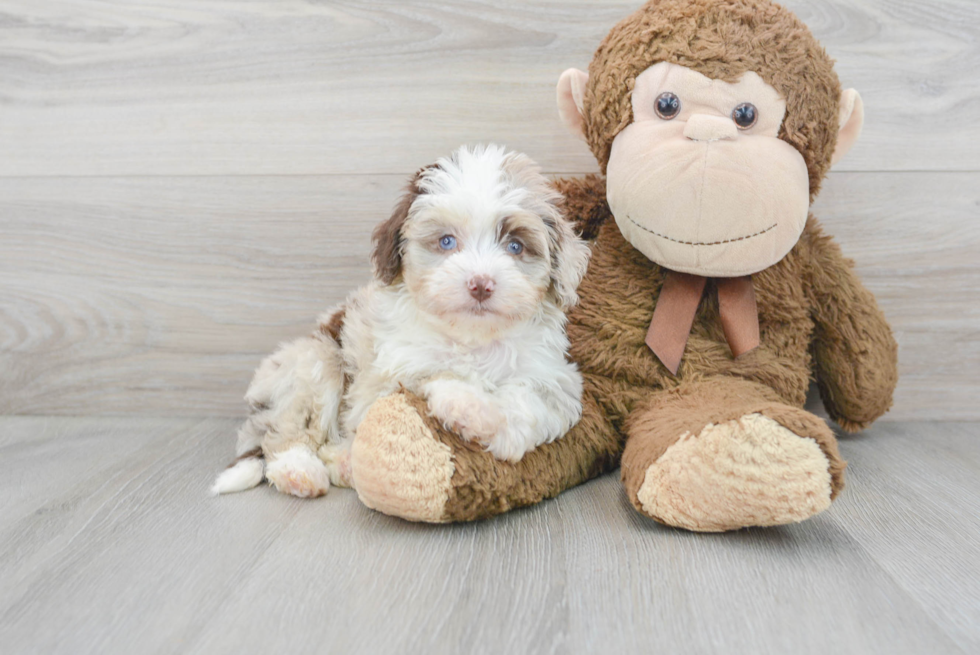 Mini Aussiedoodle Puppy for Adoption