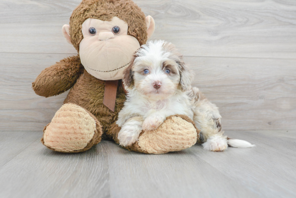 Mini Aussiedoodle Pup Being Cute