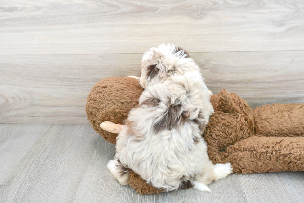 Funny Mini Aussiedoodle Poodle Mix Pup