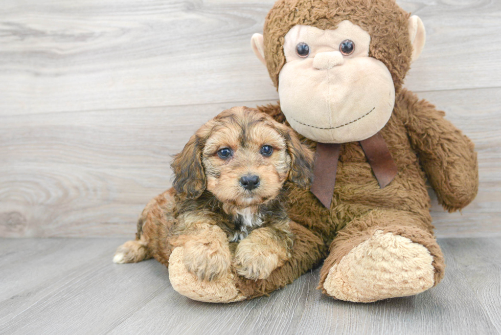 Mini Aussiedoodle Puppy for Adoption