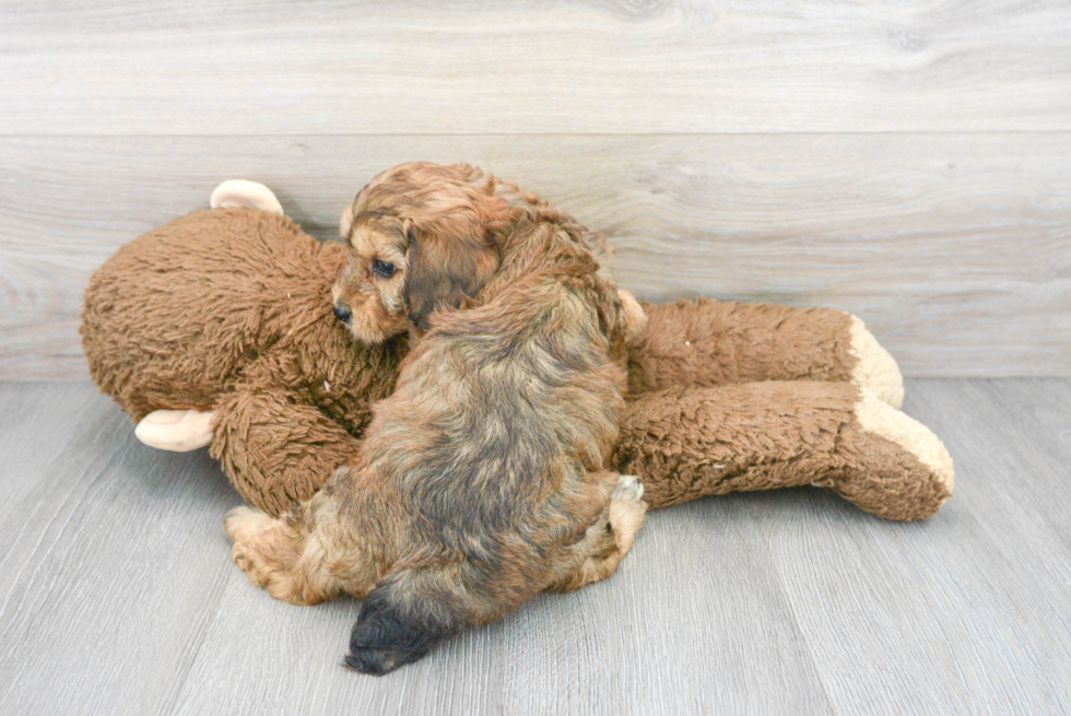 Cute Mini Aussiedoodle Baby