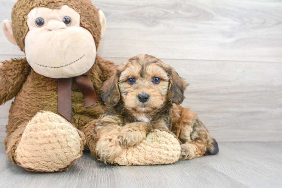 Best Mini Aussiedoodle Baby