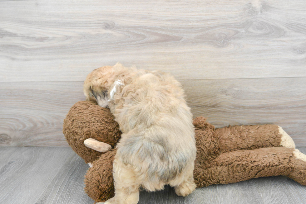 Mini Aussiedoodle Pup Being Cute