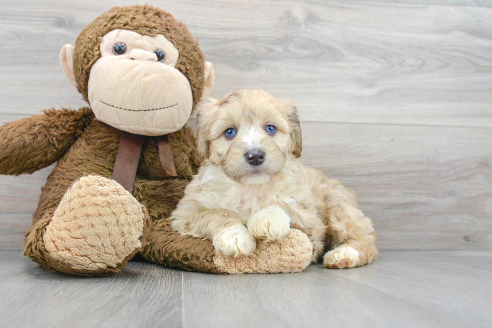 Playful Aussiepoo Poodle Mix Puppy