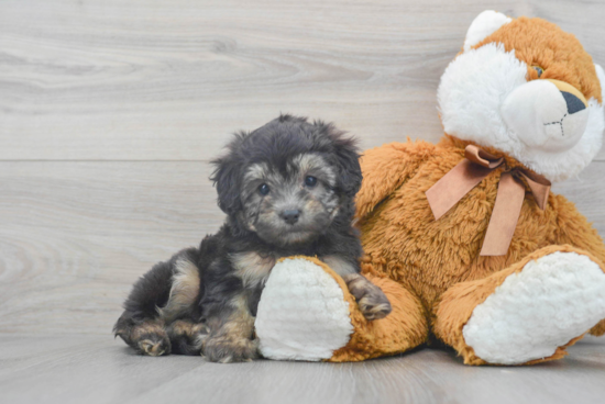 Mini Aussiedoodle Pup Being Cute