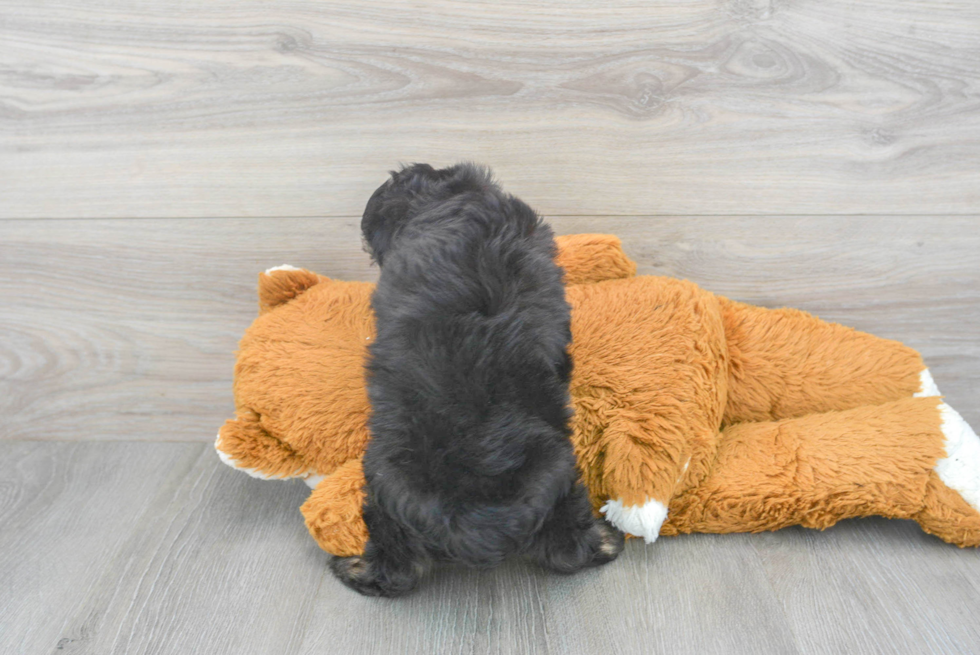 Adorable Aussiepoo Poodle Mix Puppy