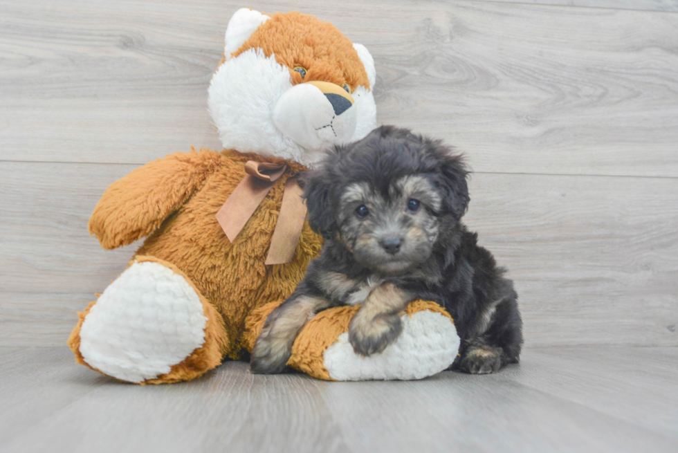 Mini Aussiedoodle Puppy for Adoption