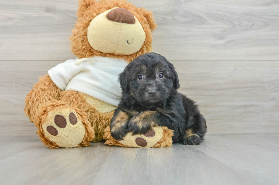 6 week old Mini Aussiedoodle Puppy For Sale - Premier Pups