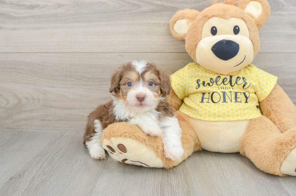 5 week old Mini Aussiedoodle Puppy For Sale - Premier Pups