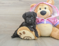 8 week old Mini Aussiedoodle Puppy For Sale - Premier Pups