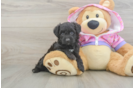 Sweet Mini Aussiedoodle Baby