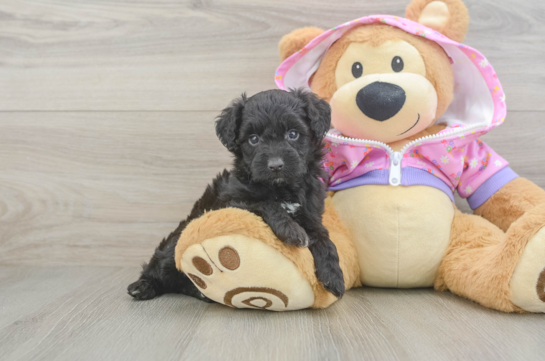 Sweet Mini Aussiedoodle Baby