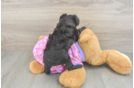 Fluffy Mini Aussiedoodle Poodle Mix Pup