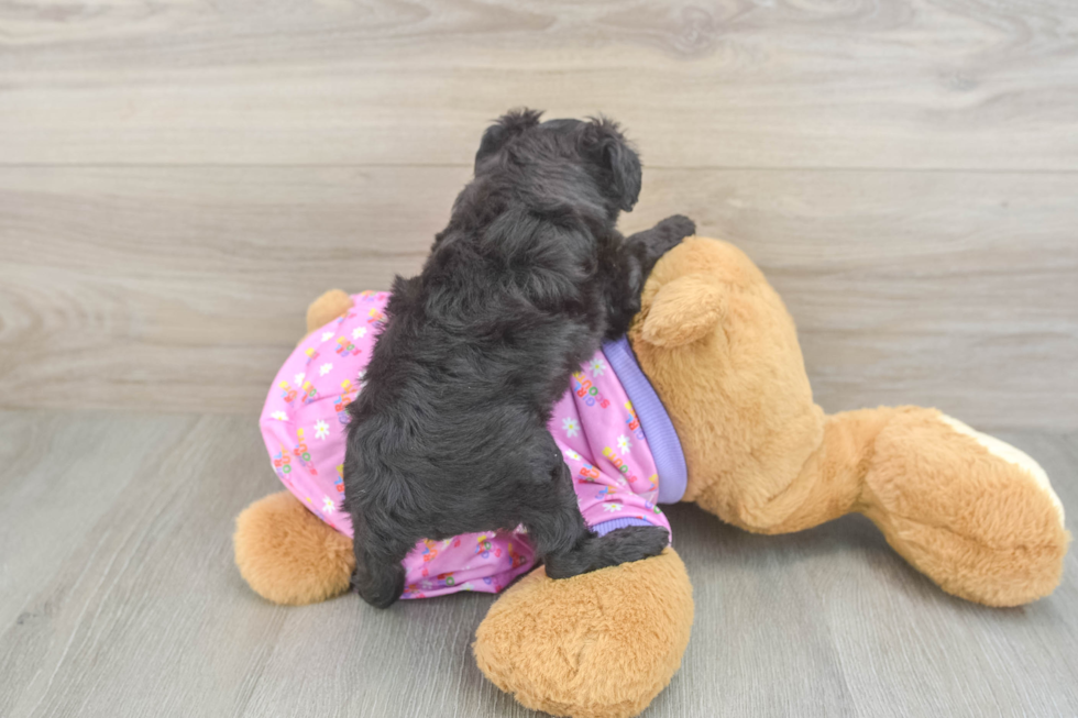 Fluffy Mini Aussiedoodle Poodle Mix Pup
