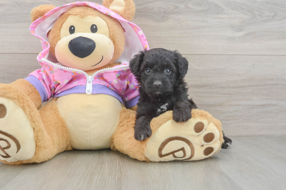 Mini Aussiedoodle Puppy for Adoption