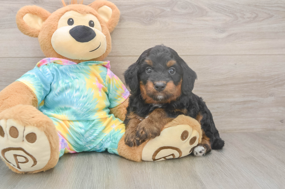 5 week old Mini Aussiedoodle Puppy For Sale - Premier Pups