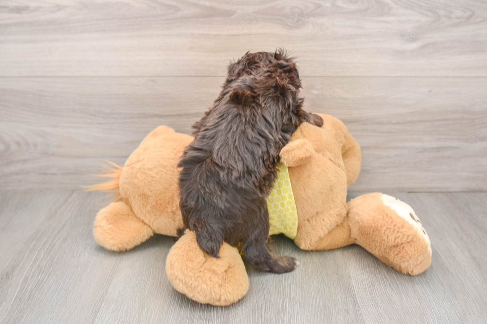 Smart Mini Aussiedoodle Poodle Mix Pup