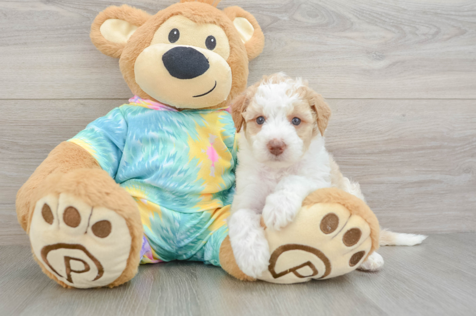 5 week old Mini Aussiedoodle Puppy For Sale - Premier Pups