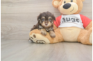 Mini Aussiedoodle Pup Being Cute