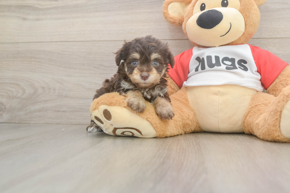 Mini Aussiedoodle Pup Being Cute