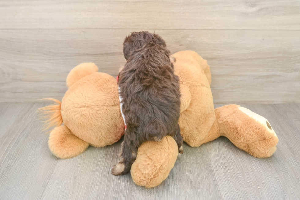 Popular Mini Aussiedoodle Poodle Mix Pup
