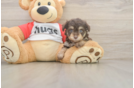 Hypoallergenic Aussiepoo Poodle Mix Puppy