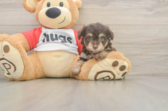 Hypoallergenic Aussiepoo Poodle Mix Puppy