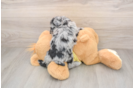 Petite Mini Aussiedoodle Poodle Mix Pup