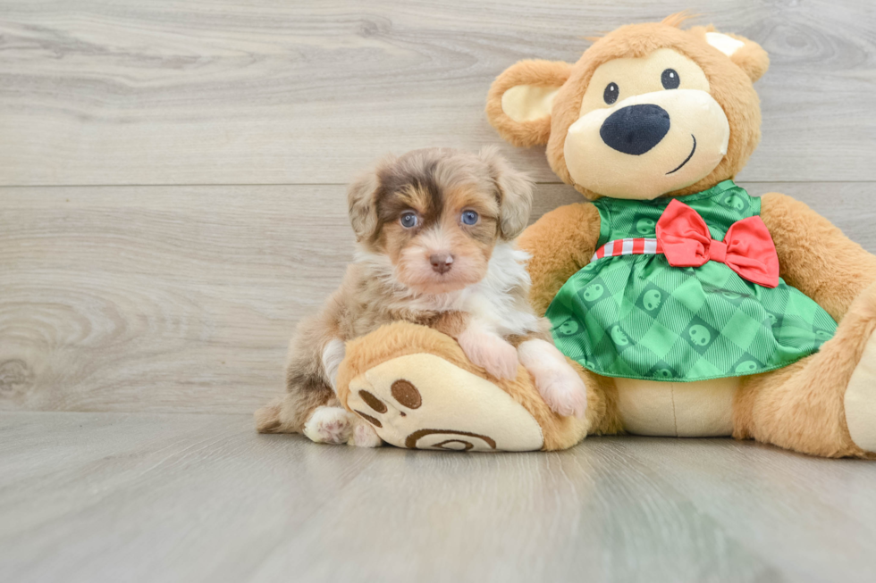 Best Mini Aussiedoodle Baby