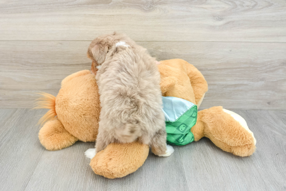 Hypoallergenic Aussiepoo Poodle Mix Puppy