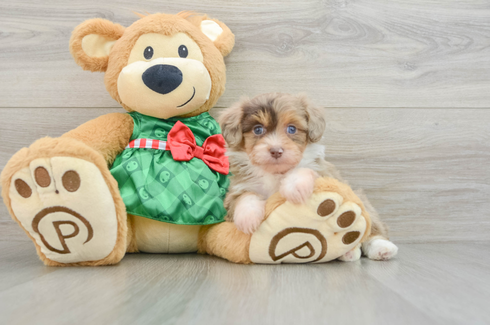 5 week old Mini Aussiedoodle Puppy For Sale - Premier Pups