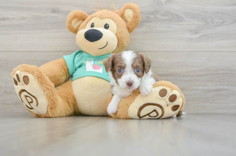 6 week old Mini Aussiedoodle Puppy For Sale - Premier Pups