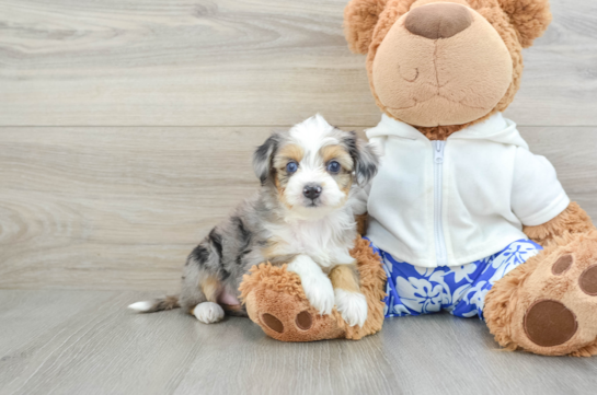 Petite Mini Aussiedoodle Poodle Mix Pup