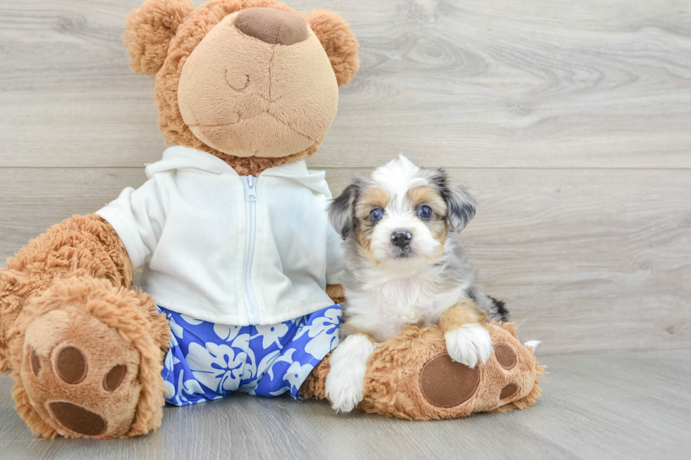 Friendly Mini Aussiedoodle Baby