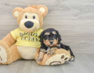 8 week old Mini Aussiedoodle Puppy For Sale - Premier Pups
